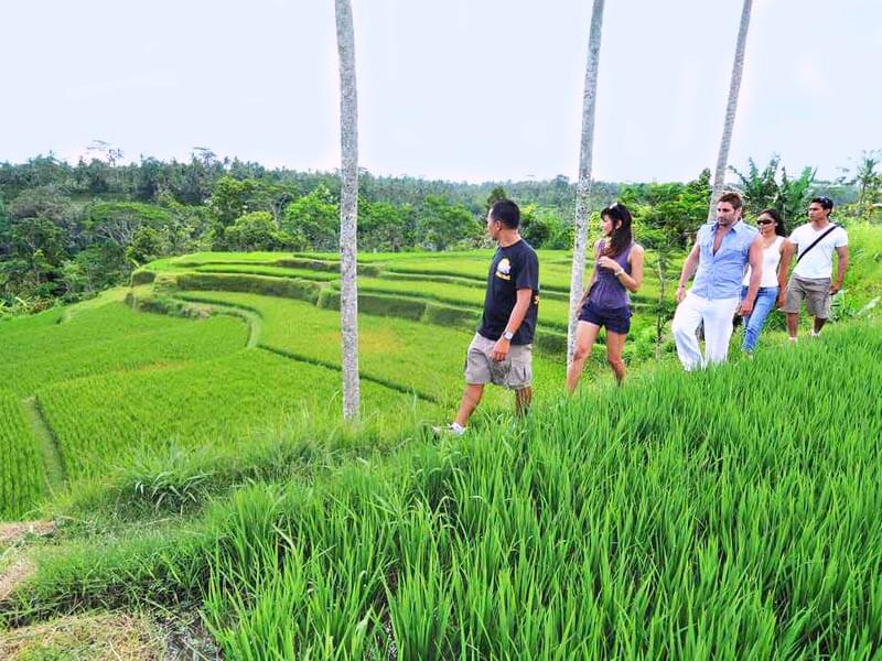 Trekking paddy fields